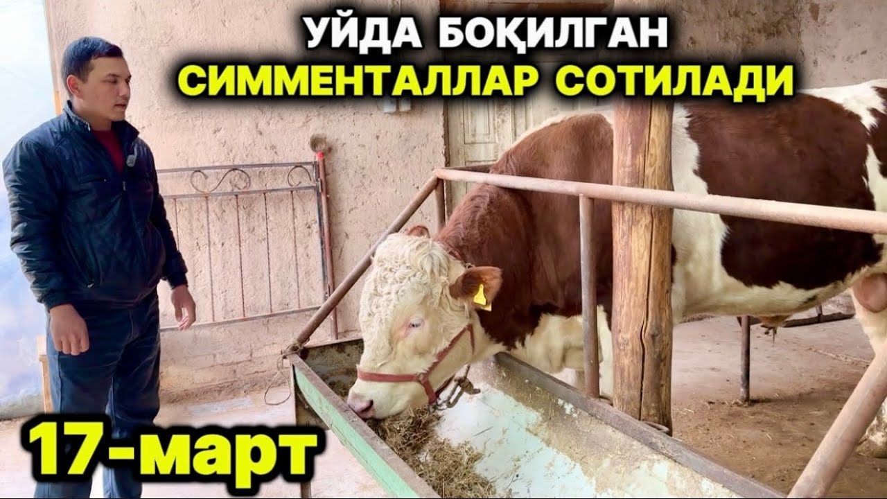 УЙДА БОҚИЛГАН СИММЕНТАЛЛАР СОТИЛАДИ  17-марта 2026 г.
