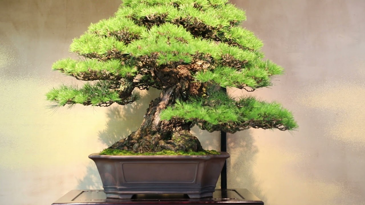 Koji Hiramatsu Takamatsu Bonsai Channel