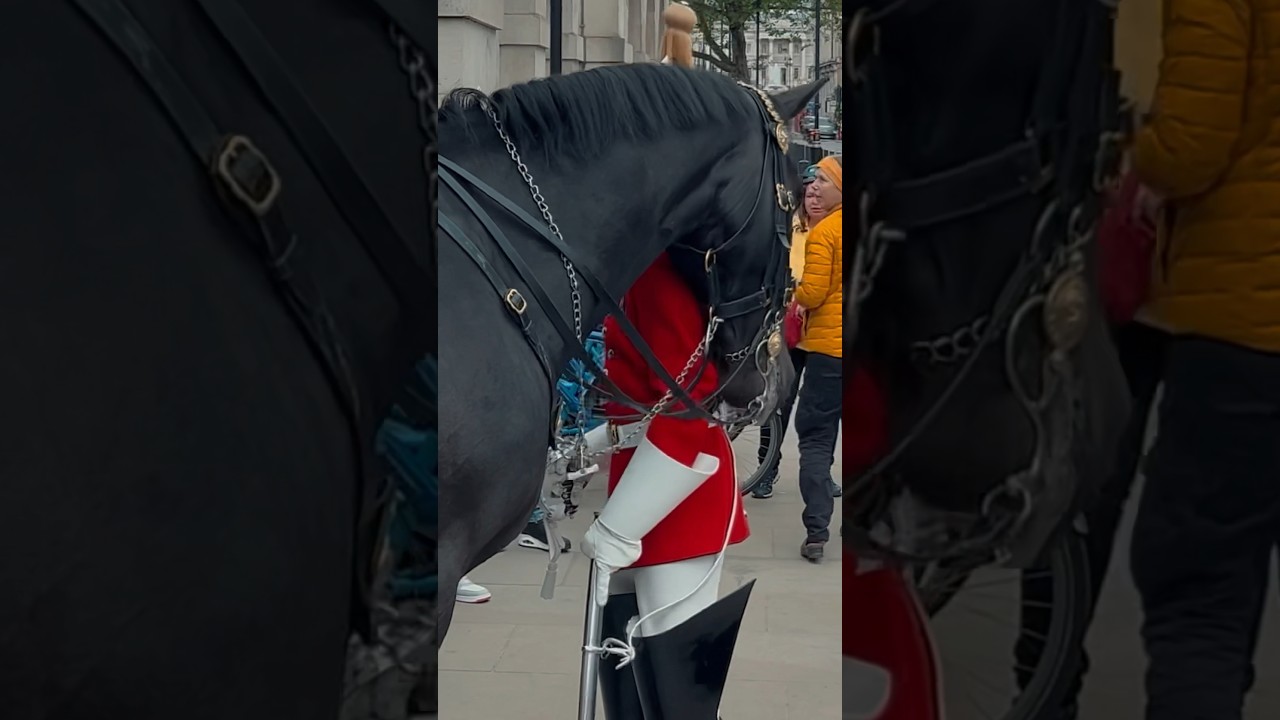 HORSE HUGS GUARD ✨🐎💂| Horse Guards, Royal guard, Kings Guard, Horse, London, 2024