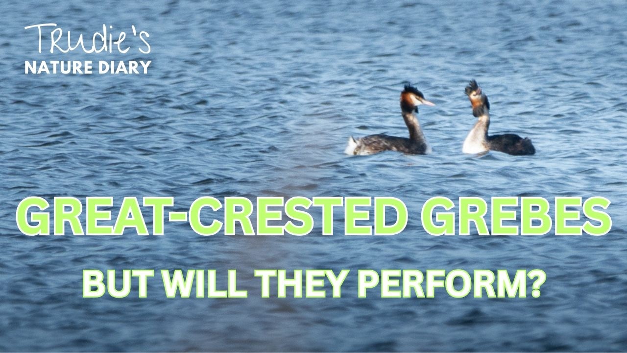 Grebe Update! | Nature Diary| Wildlife Photography