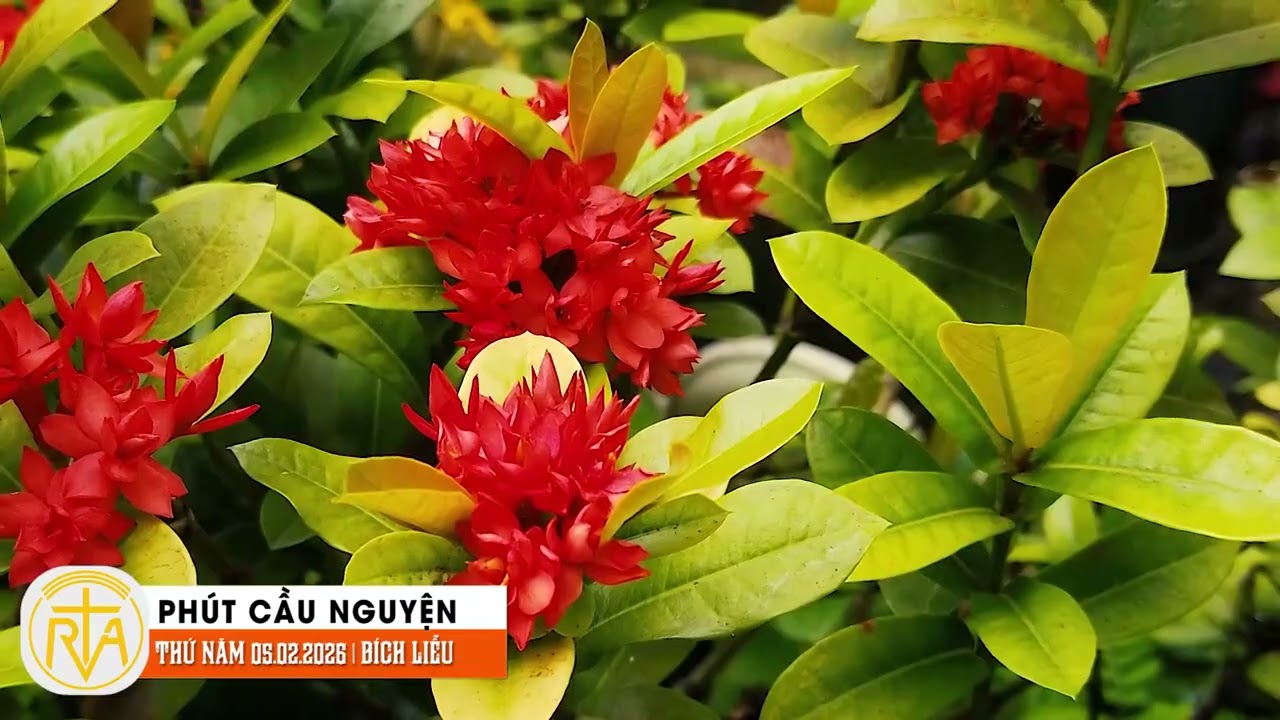 Phút Cầu Nguyện, Thứ Năm 05/02/2026:  Ánh sáng chữa lành môi trường
