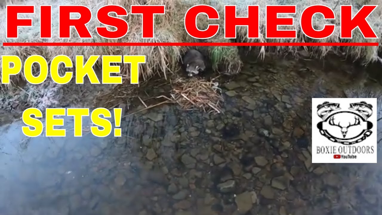 Water Trapping season 2023-24 ep.1 Pocket Sets #minks #raccoon