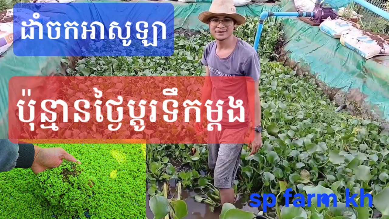 របៀបដាំចកអាសូឡា | ដាំចកអាសូឡារយៈពេលប៉ុន្មានថ្ងៃទើបប្តូរទឹកថ្មីក្នុងអាងតង់