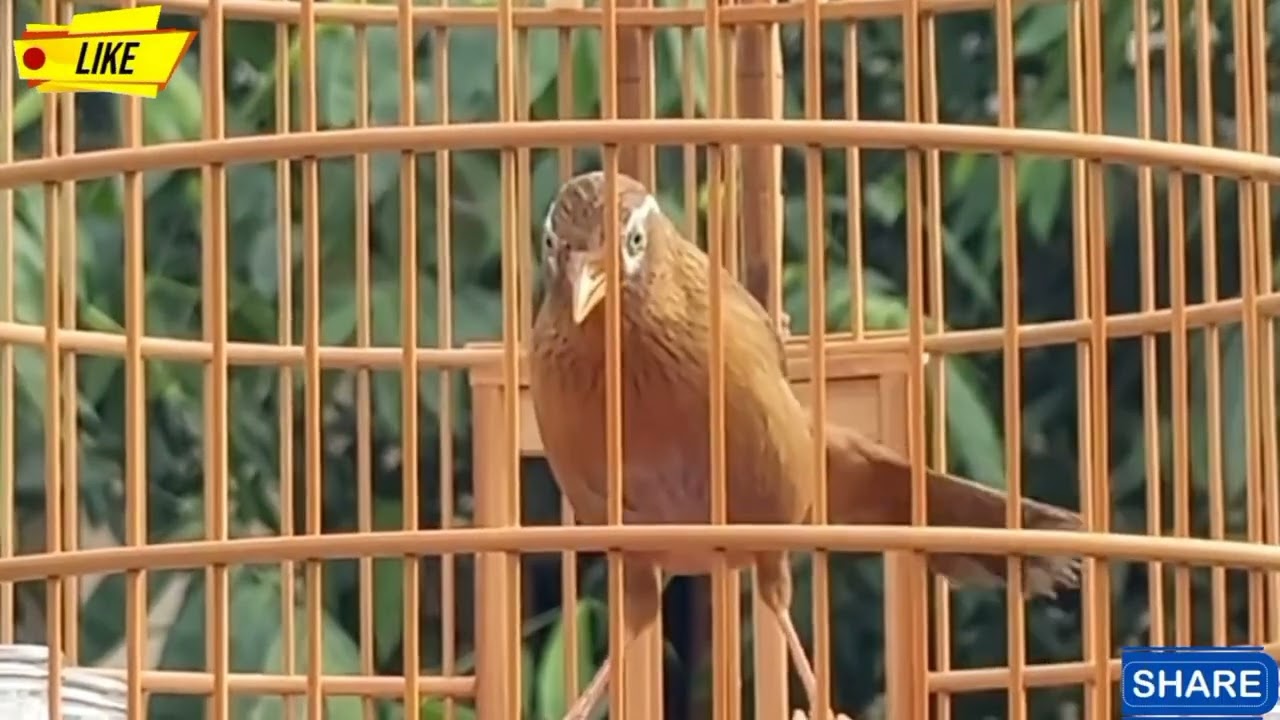 Hoạ Mi Hót Đấu /hoạ mi hót sáng luyện giọng kich bổi sổ giọng chim hót hay mỗi ngày