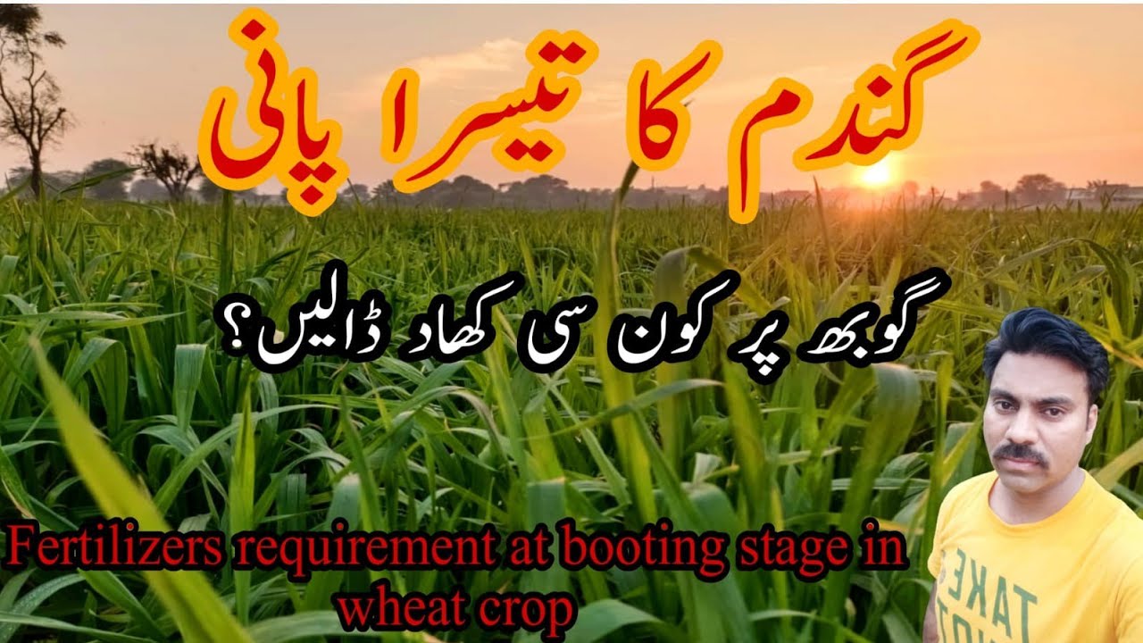 The best fertilizer for wheat crop at booting stage | Potash application | Abid Ali Agrarian