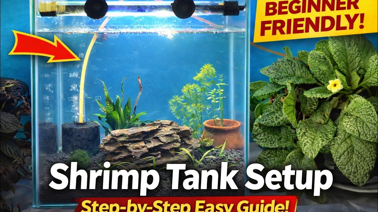 How To Make Your First Planted Tank| Shrimp tank(EASY STEP BY STEP AQUASCAPE TUTORIAL)