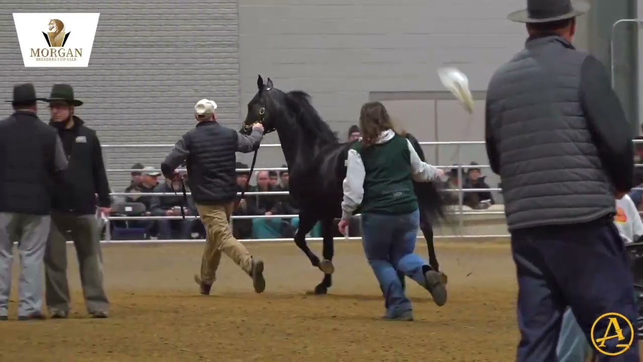 2026 Morgan Breeders Cup Sale - Day 2 | AuctionPro