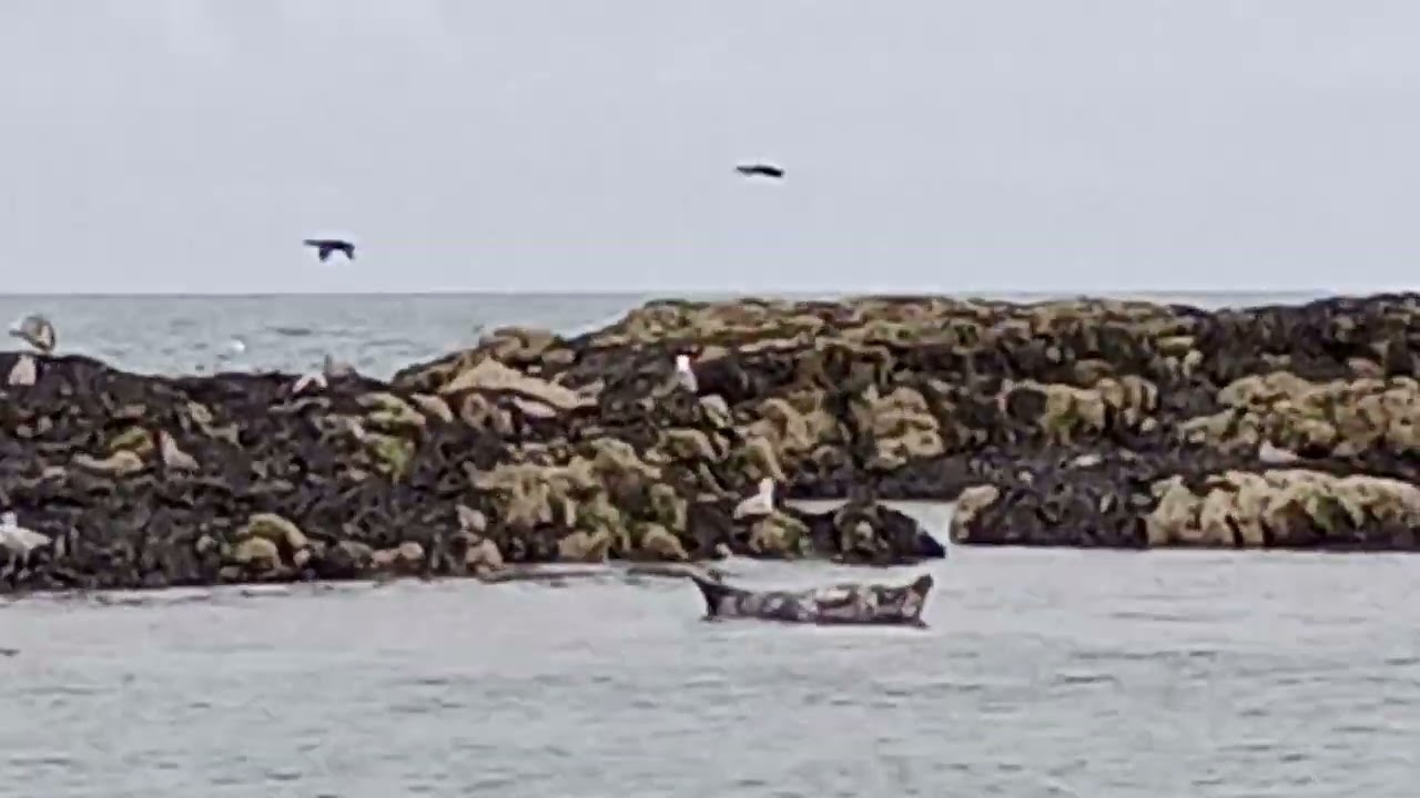 Seacoast Safari part nine 