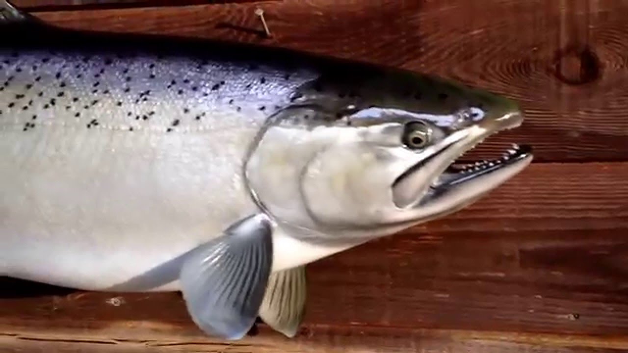 Alaskan Chinook salmon replica by Anglers choice fish mounts.