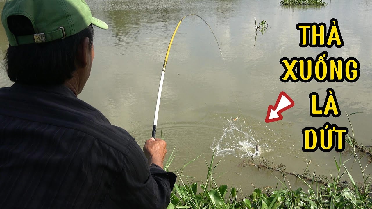 Vừa Thả Mồi Là Hàng Khủng Tụ Lại Dứt Liền /Nghề Đi Câu