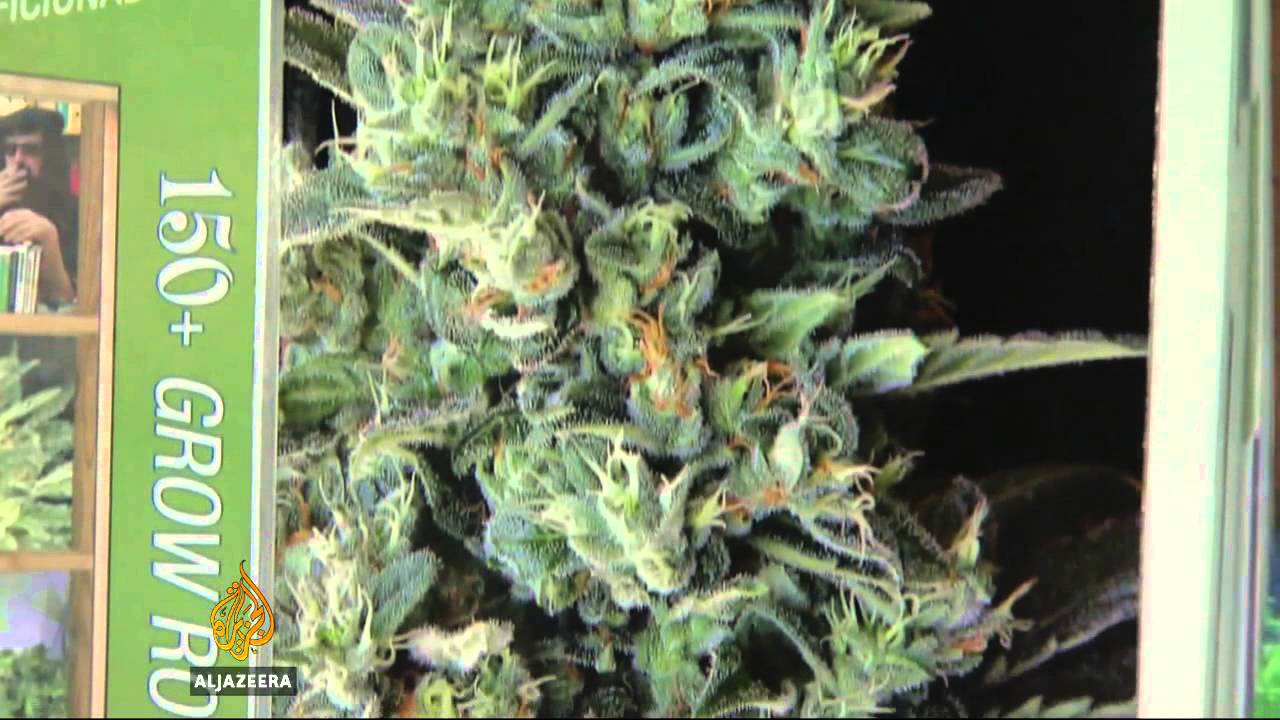 Уругвай легализует продажу и употребление марихуаны