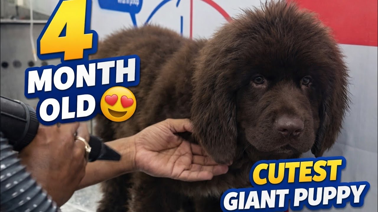4 Month Old Newfoundland Puppy First Bath 🐶🛁 | Cutest Giant Puppy Grooming”