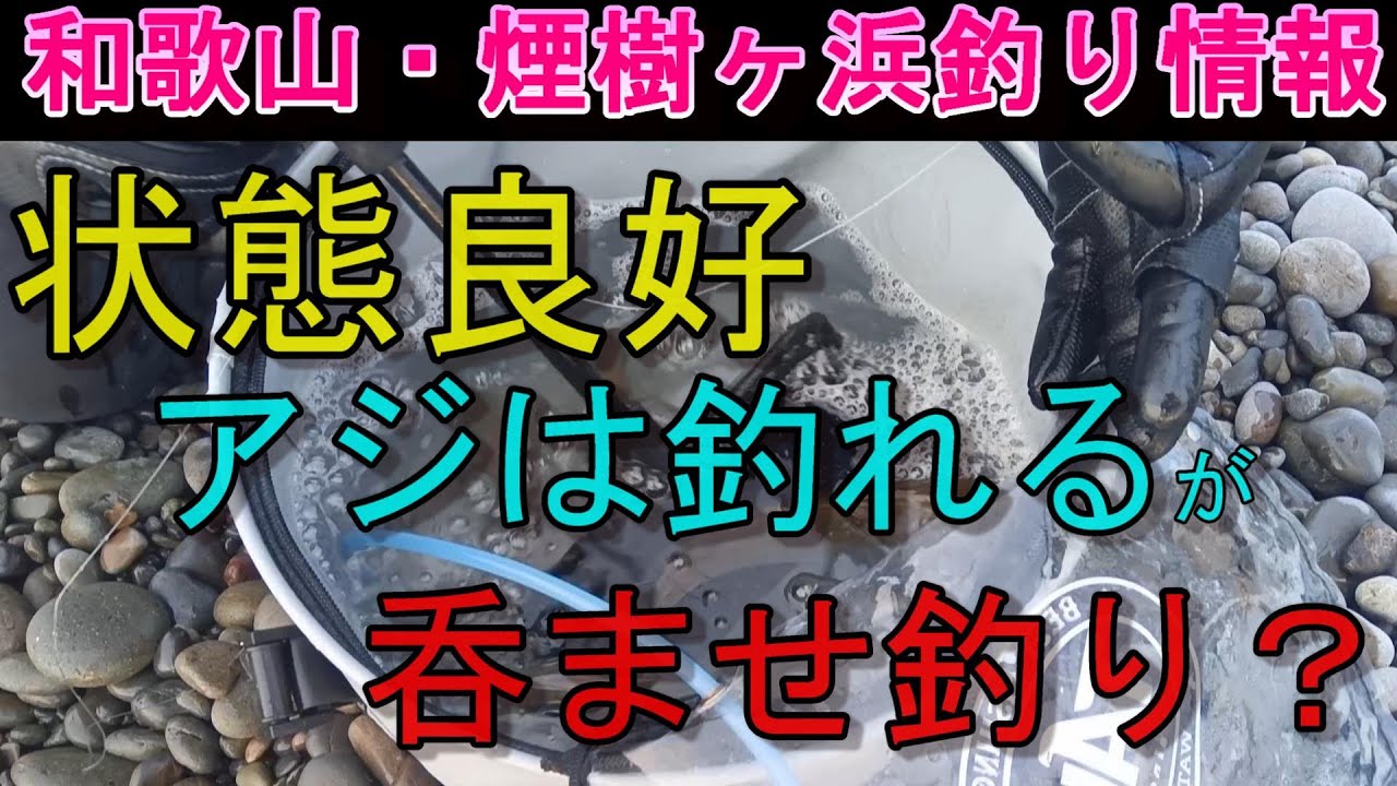 01-30　煙樹ヶ浜釣り情報・取材編【第1505回】アジは釣れるが、呑ませ釣りは？ #呑ませ釣り ＃遠投カゴ釣り #和歌山・釣り #煙樹ヶ浜
