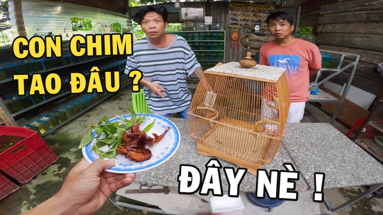 CameraMen làm thịt con chim quý của Anh Nhí Betta và cái kết nghỉ khỏe