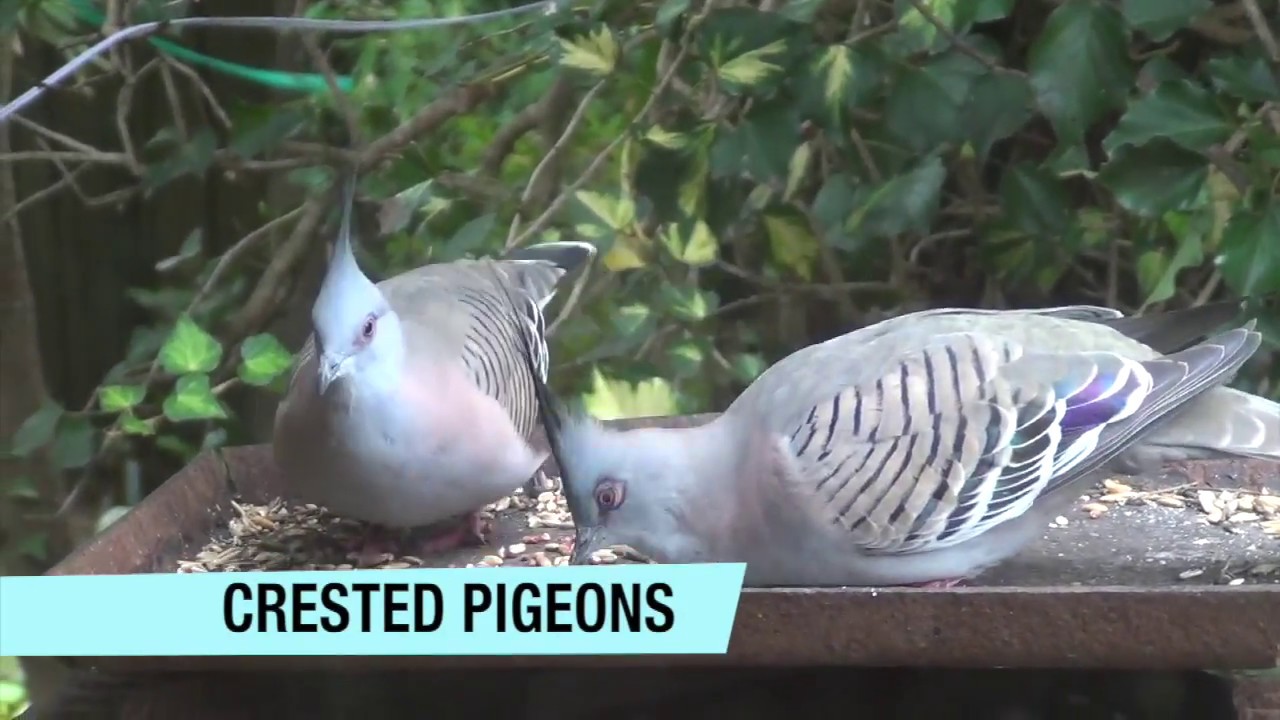 NATIVE BIRDS OF AUSTRALIA - CRESTED PIGEONS