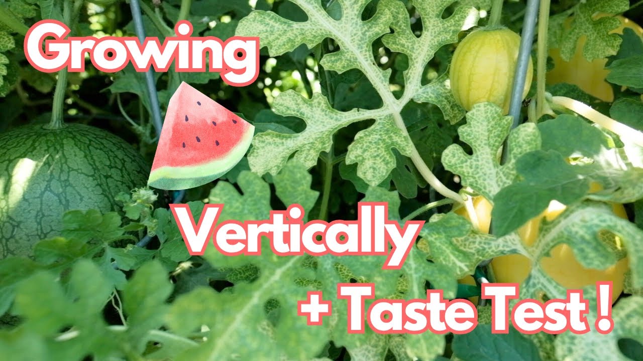 Growing Watermelon 🍉 Vertically Up Trellis || Taste Test Lemon Drop 🍉 Otome 🍉