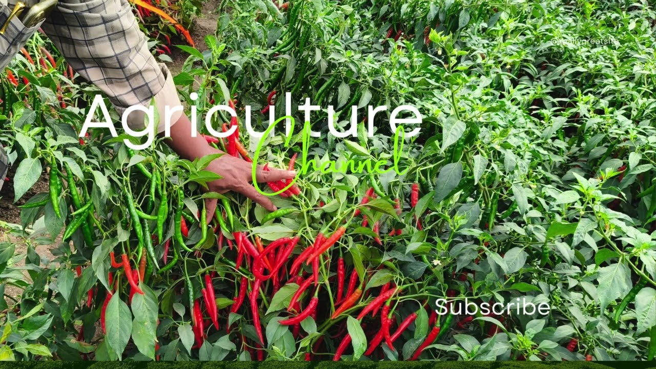 Agriculture,best farmers suggest channel,ai comedy