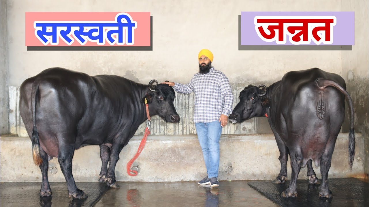 🔴 Live With World Class Buffaloes || World Champion - SARASWATI & Jannat