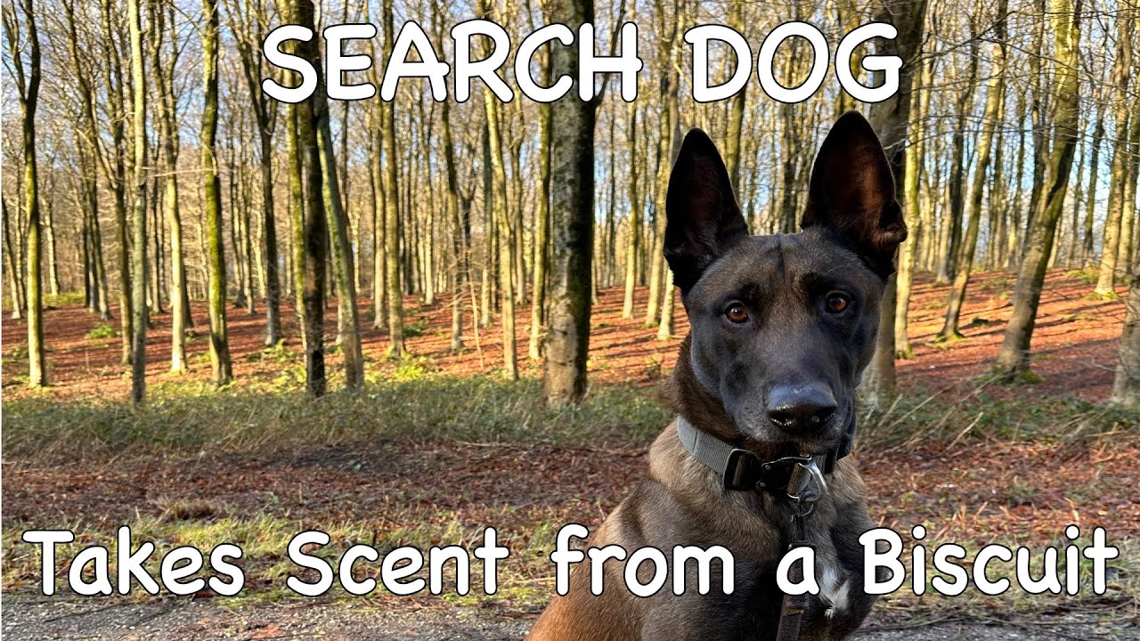 Mantrailing - Taking scent from a half eaten biscuit.