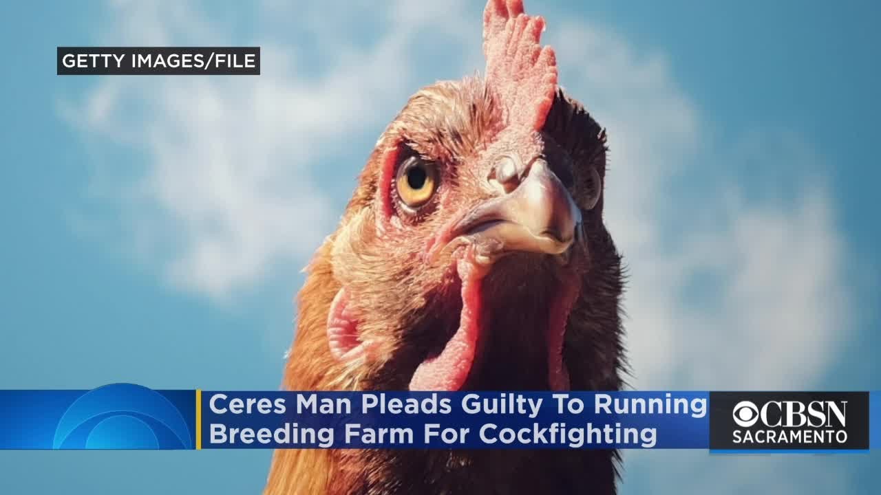 Ceres Man, 74, Pleads Guilty To Running Breeding Farm For Cockfighting