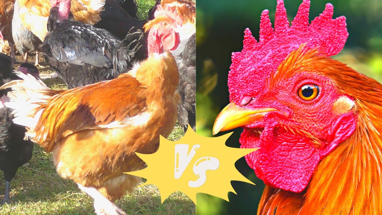 POULET LOCAL VS POULET GOLIATH