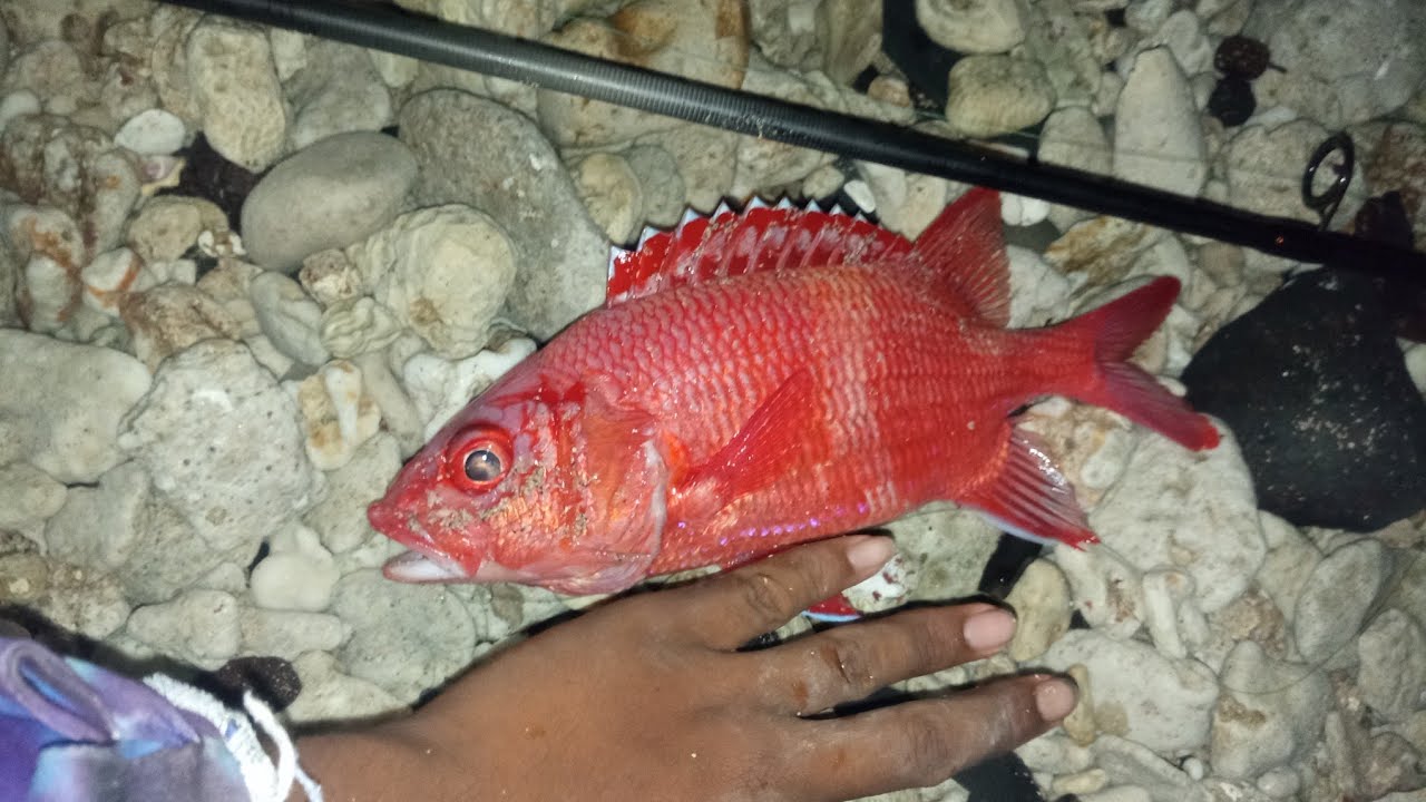 Une petite session pour un gros poisson