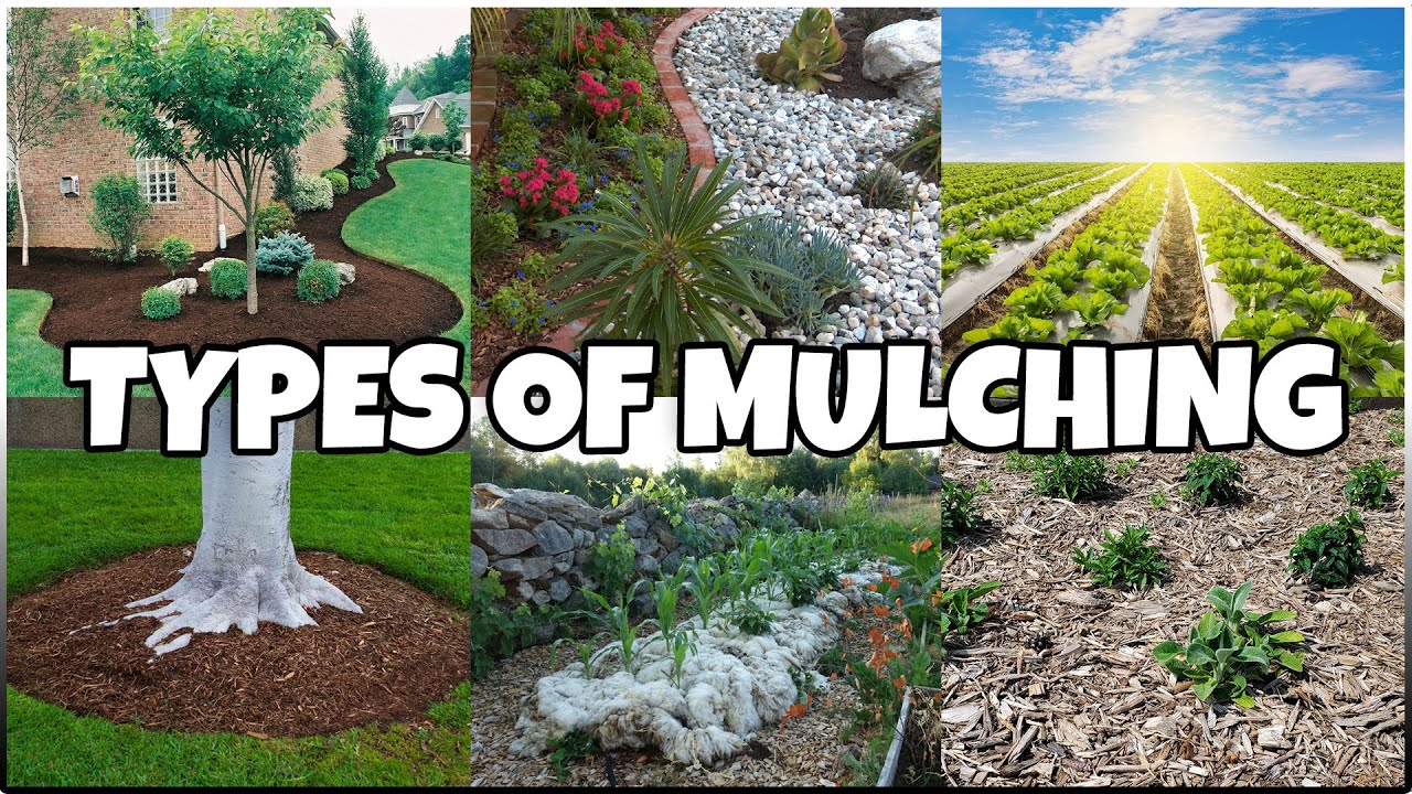 Types of MULCHING in Agriculture | Advantages of Mulching In Farming