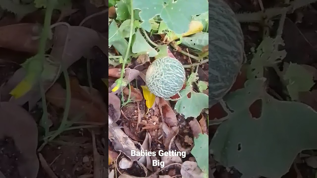 Babies getting big 