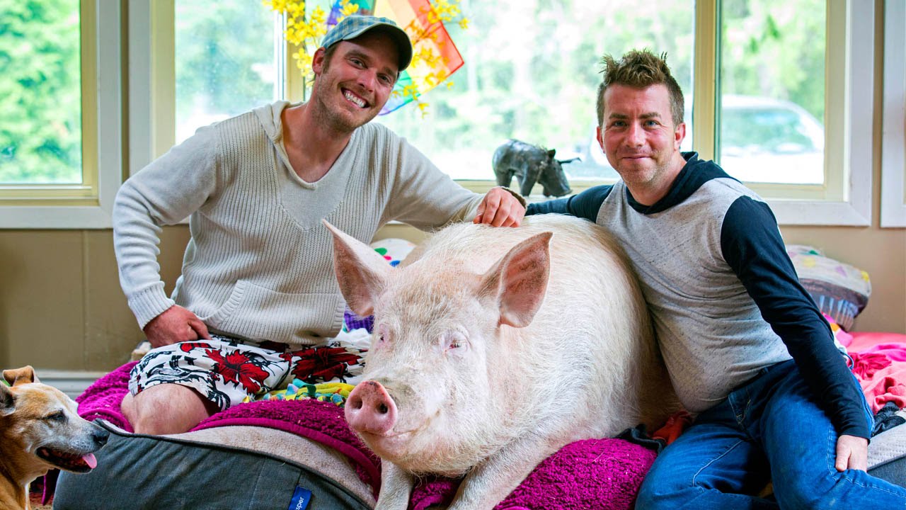 Esther The Wonder Pig Changes Couple's Life