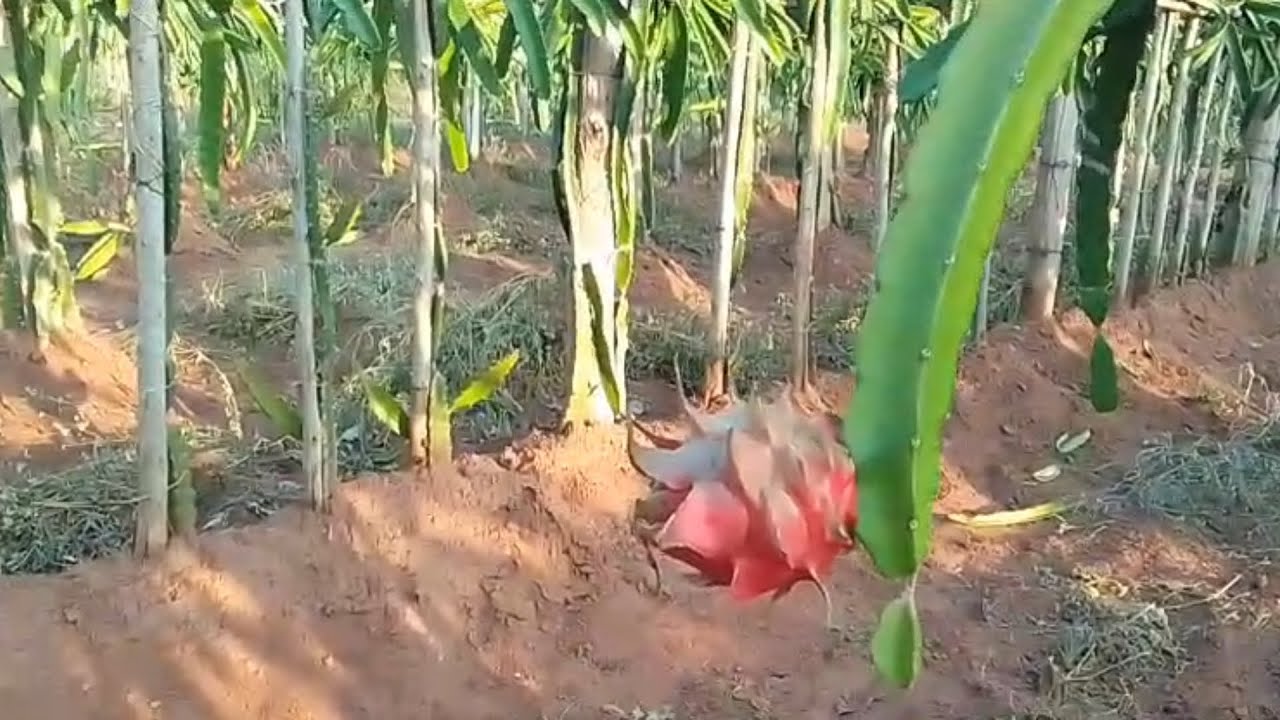 DRAGON FRUIT SEASON IS BACK 