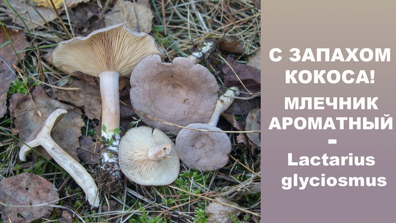 С запахом кокоса! Млечник ароматный - Lactarius glyciosmus