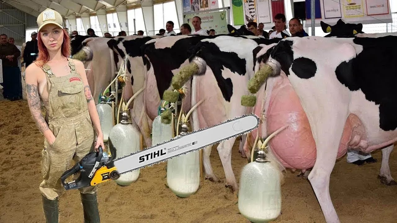 Incredible Cow Transporting with Gigantic Tractors & Girls Dairy Farm Wonders