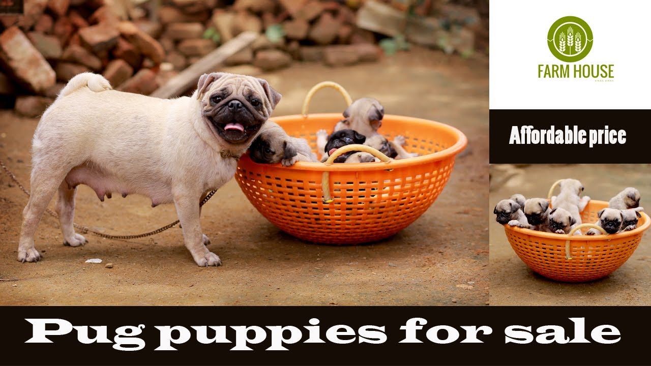 Pug puppies for sale in palakkad | വിലക്കുറവിൽ പഗ് പപ്പികൾ | farm house