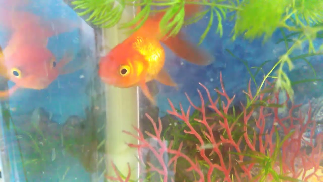 Аквариумная тусовка: рыбки, лягушка, сомик анциструс 🐠 🐸 🐟 🐠 🐠 🐟 
