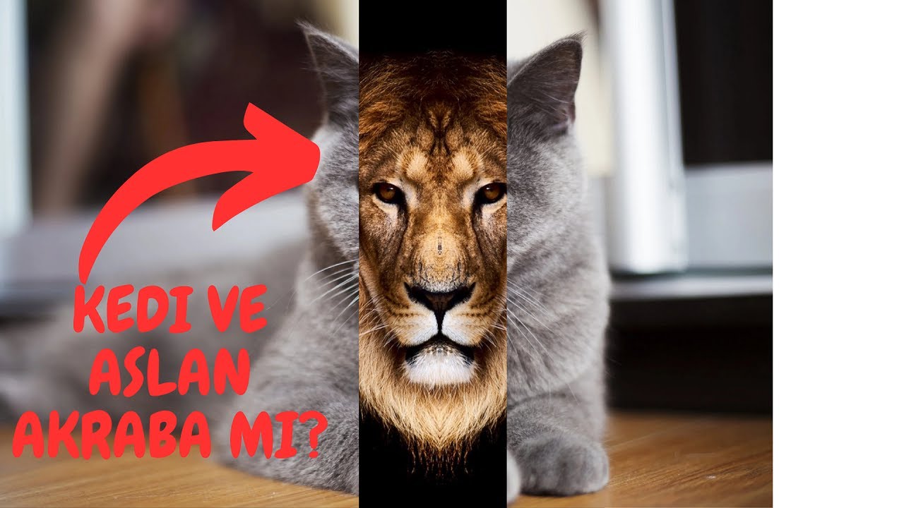 Kedi ve Aslan Akraba mı?|Hayvanların Şaşırtıcı Bağlantıları!