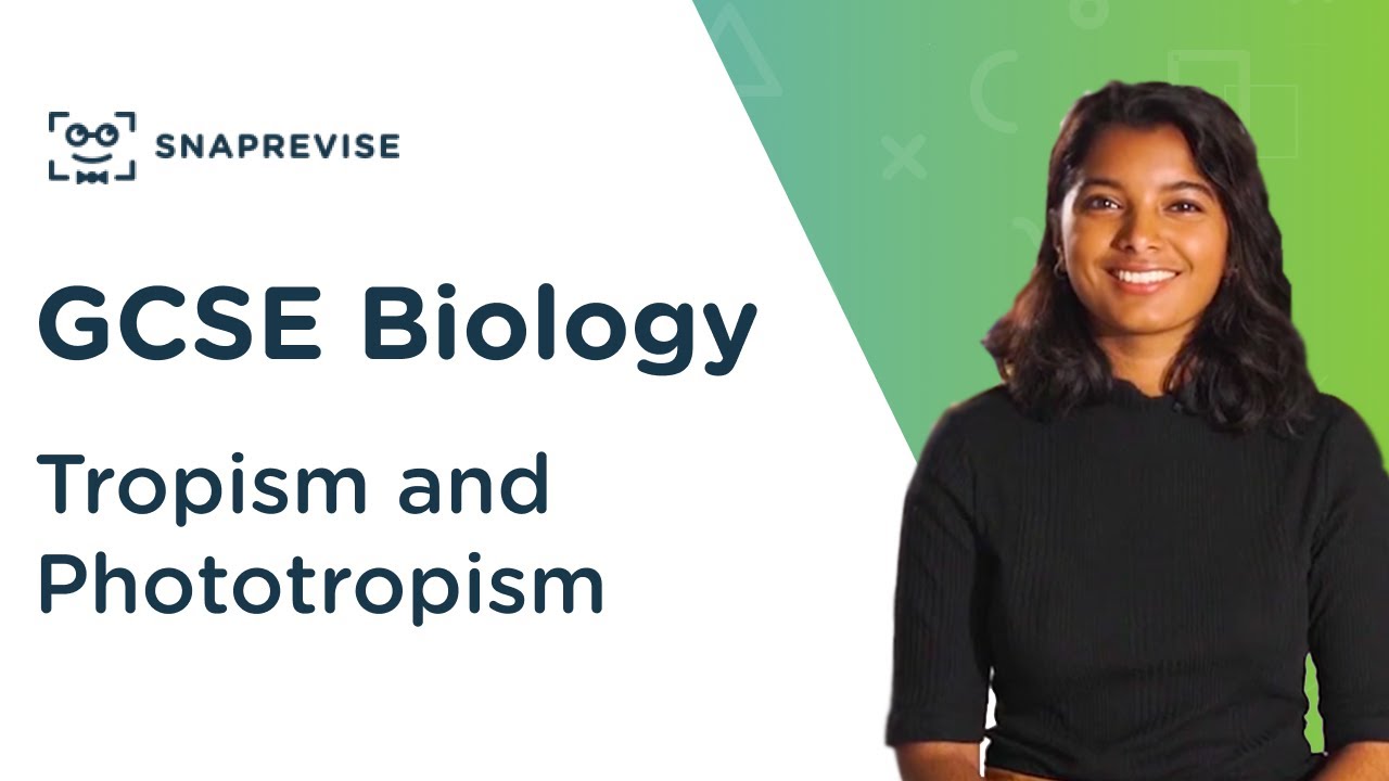 Tropism and Phototropism | 9-1 GCSE Science Biology | OCR, AQA, Edexcel