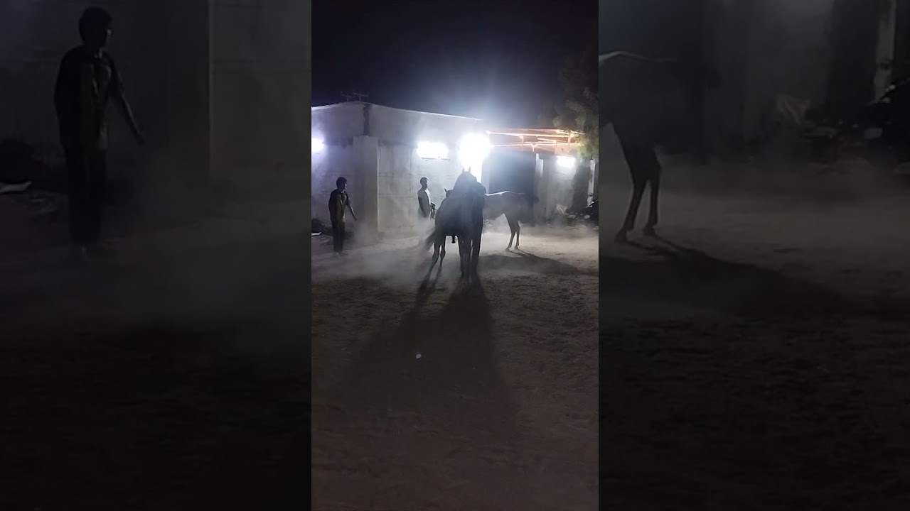 সৌদি আরব ব্যবসা করে ঘোড়ার দেখতে খুবই সুন্দর 