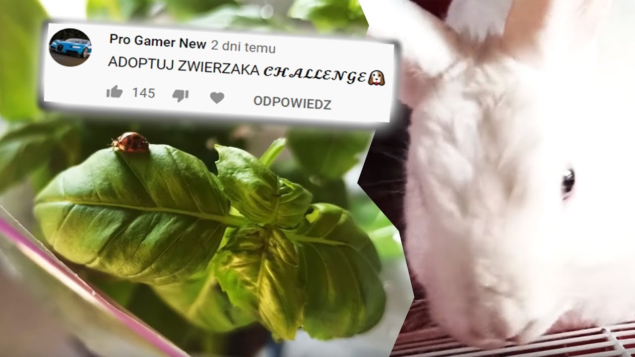 ADOPTUJE ZWIERZAKA 𝓒𝓗𝓐𝓛𝓛𝓔𝓝𝓖𝓔🐶#44 - VPLAY