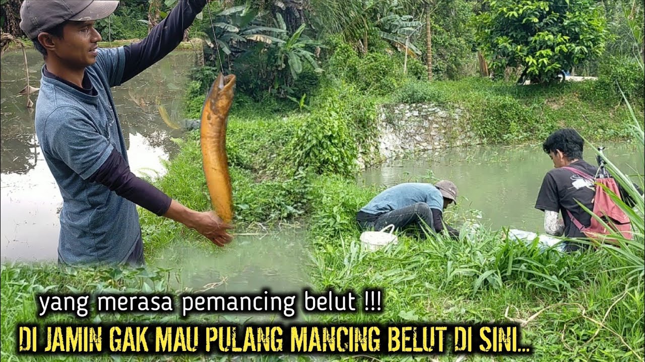 YANG MERASA PEMANCING BELUT‼️DI JAMIN GAK MAU PULANG MANCING BELUT DI SPOT SEJUTA UMAT