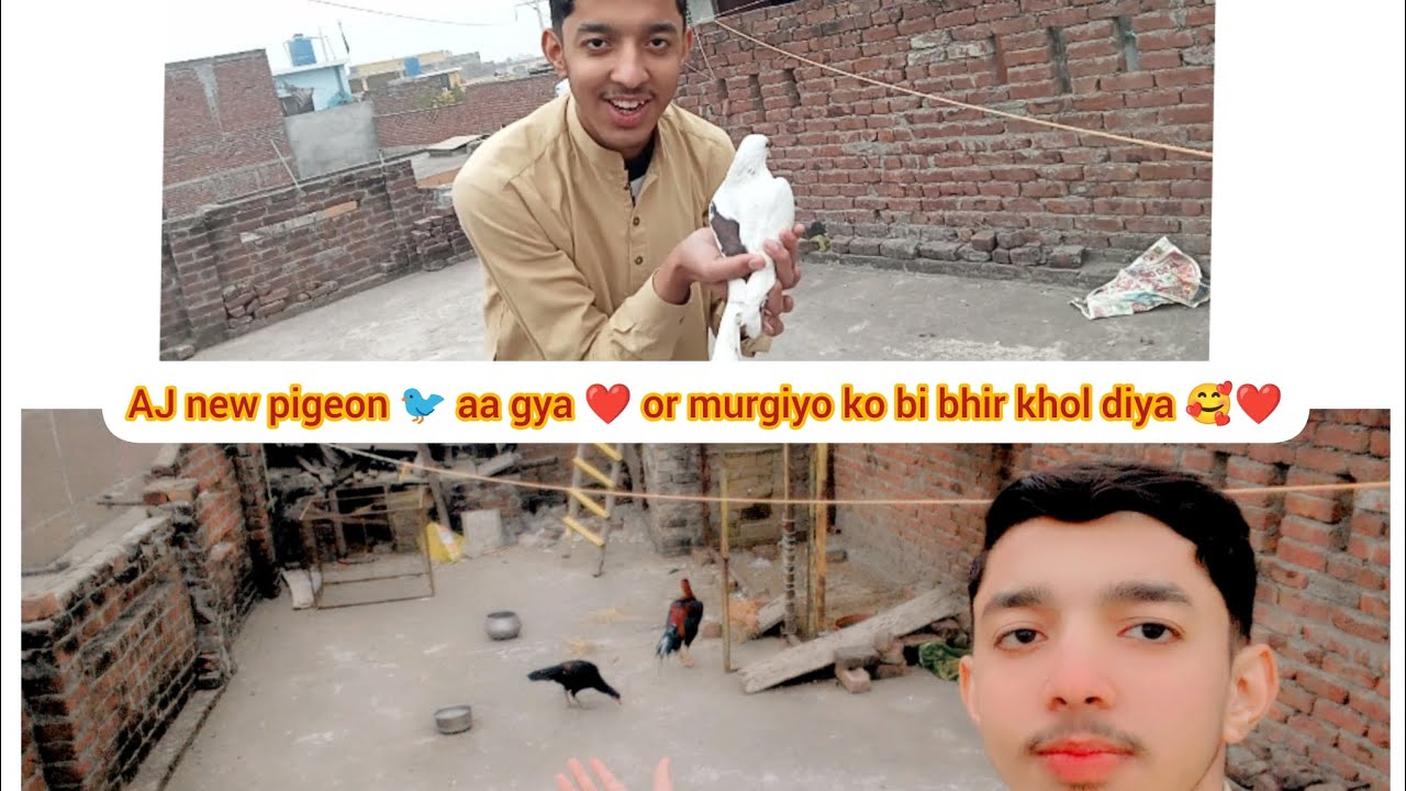 AJ new pigeon 🐦 aa gya ❤️🥰##or murgiyo ko bi AJ bhir khola 😁🥰❤️#$