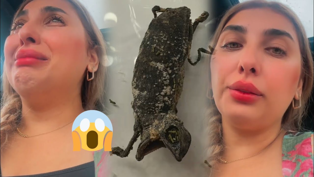 بدموع 😭 شوفو أشنو دارو   لتيكتوكرز إيمان كوين 😭 لا يفلح الساحر حيث أتى 😥