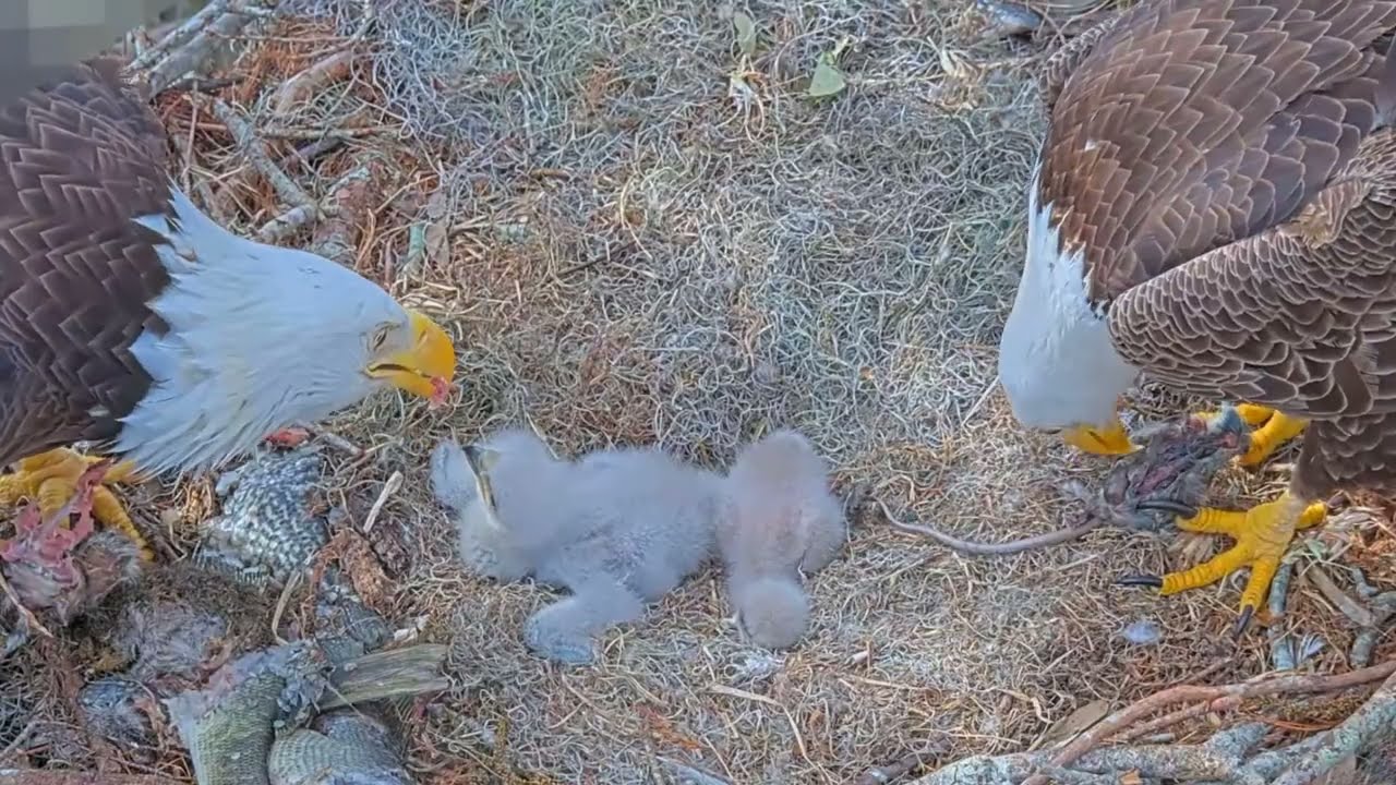 #baldeagle S03#P16 Review birds in nest with nature #birdslovers #birdsounds #birdsnest