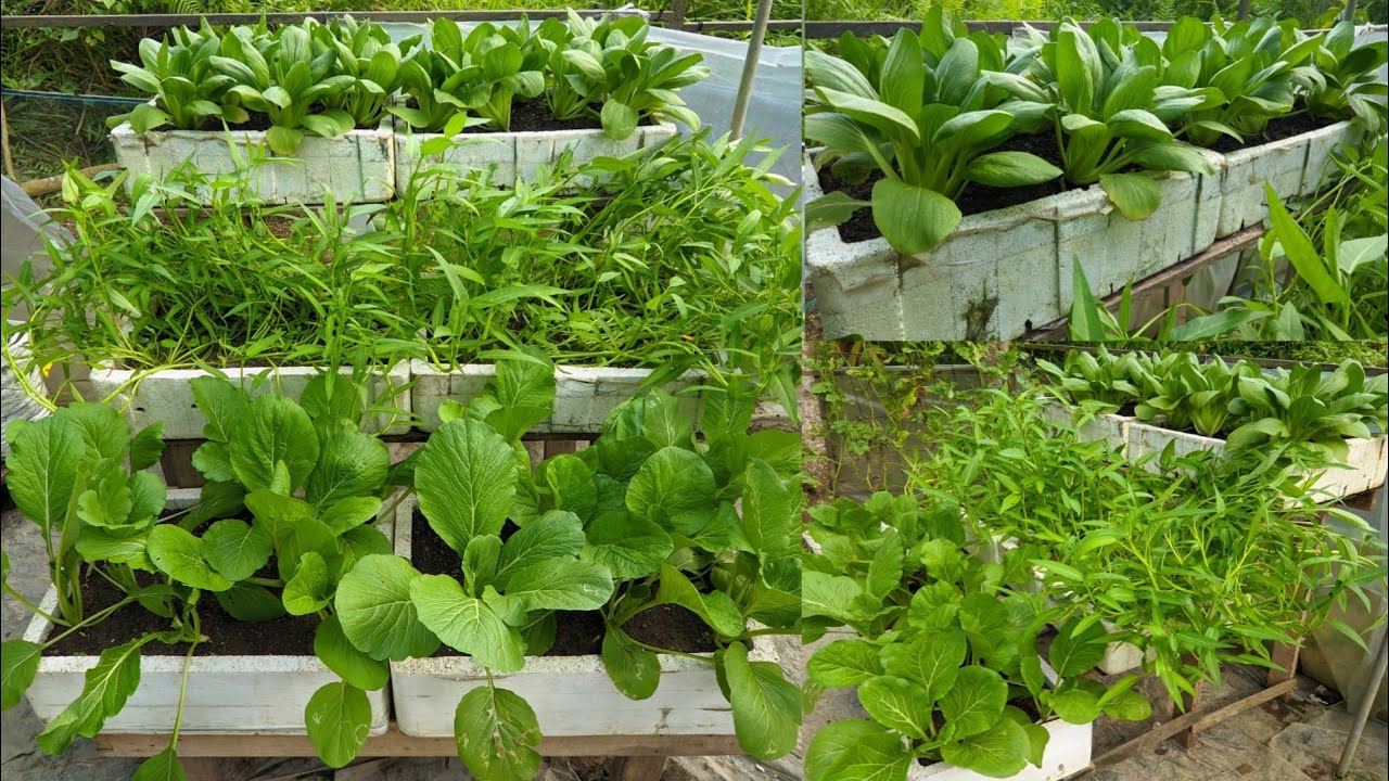 Menanam Sayuran di Pekarangan Rumah | Sawi Pakcoy, Sawi Caisim, Kangkung