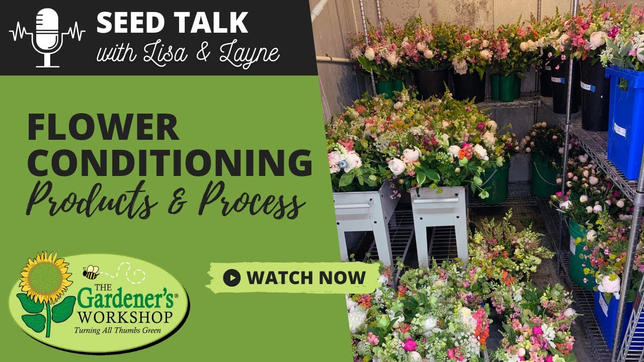 Seed Talk #95 - Flower Conditioning Products & Process