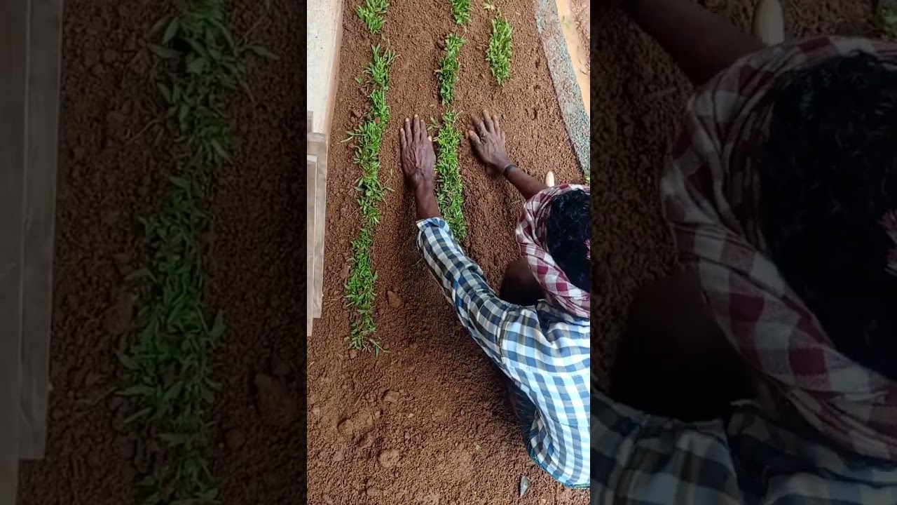 pearl grass grafting.... #gardening #fruiting #mango #plants #pearl grass #garden #home