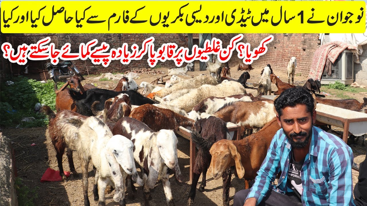 Teddy Goat Farming 2020 | Teddy And Desi Goats Farming in Pakistan | How to Start Goat Farm