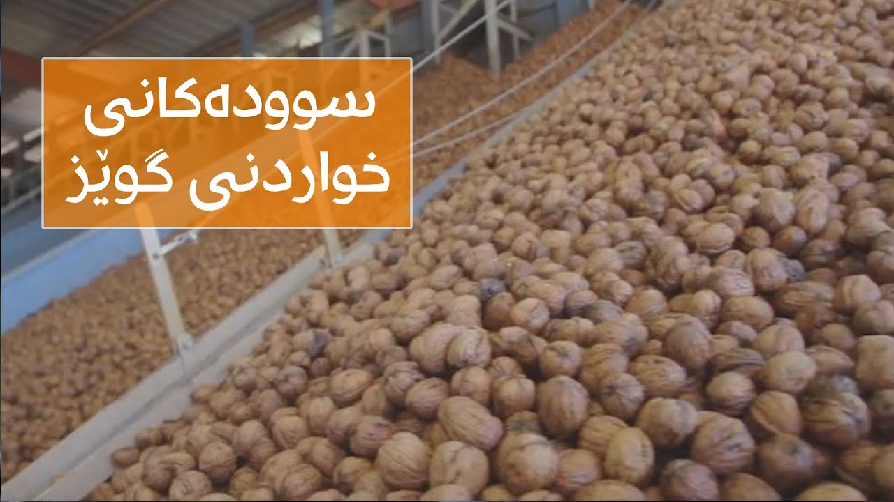 دکتۆرە رۆژین باسی گرنگتریین سوودەکانی خواردنی گوێز دەکات