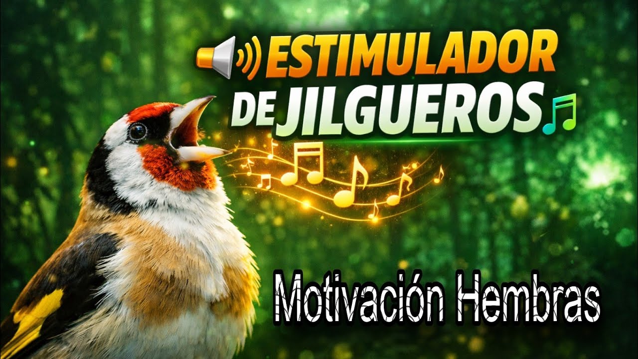 🎶 JILGUERO MOTIVACIÓN SUPREMA para HEMBRAS de Jilguero | Canto que Estimula el Celo y Reproducción
