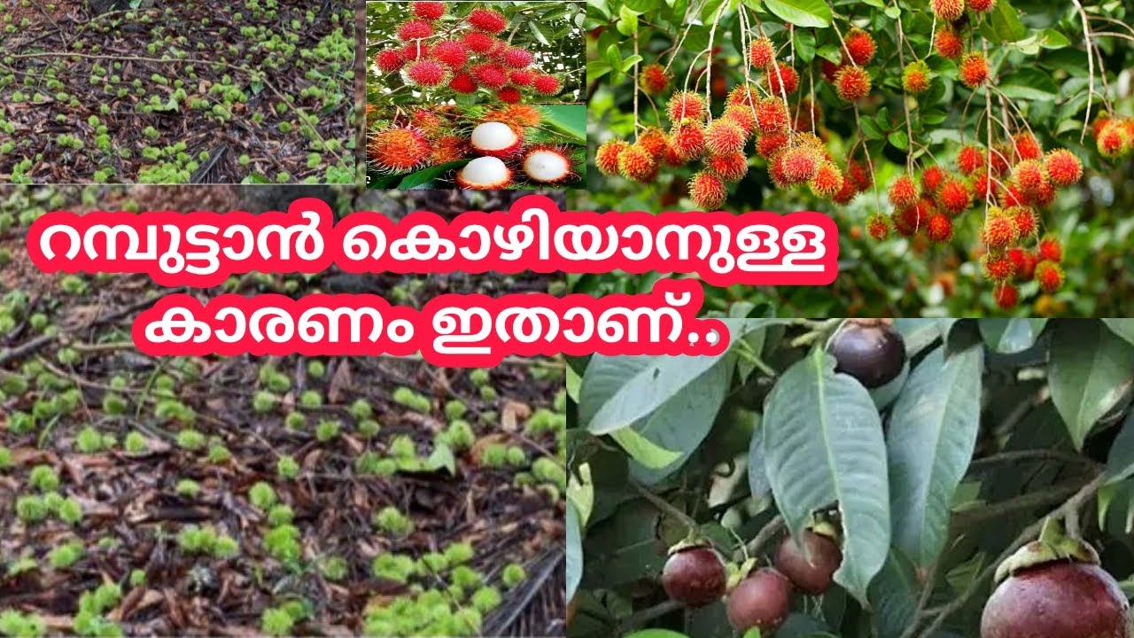 റമ്പുട്ടാൻ കൊഴിയാനുള്ള കാരണം ഇതാണ്.. #rambutan  #mangosteen