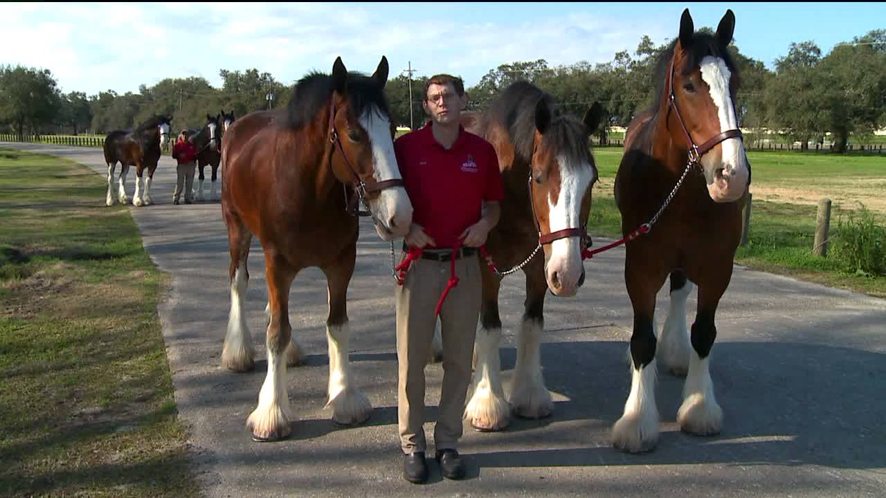 Budweiser Clydesdales Saddle Up for Mardi Gras